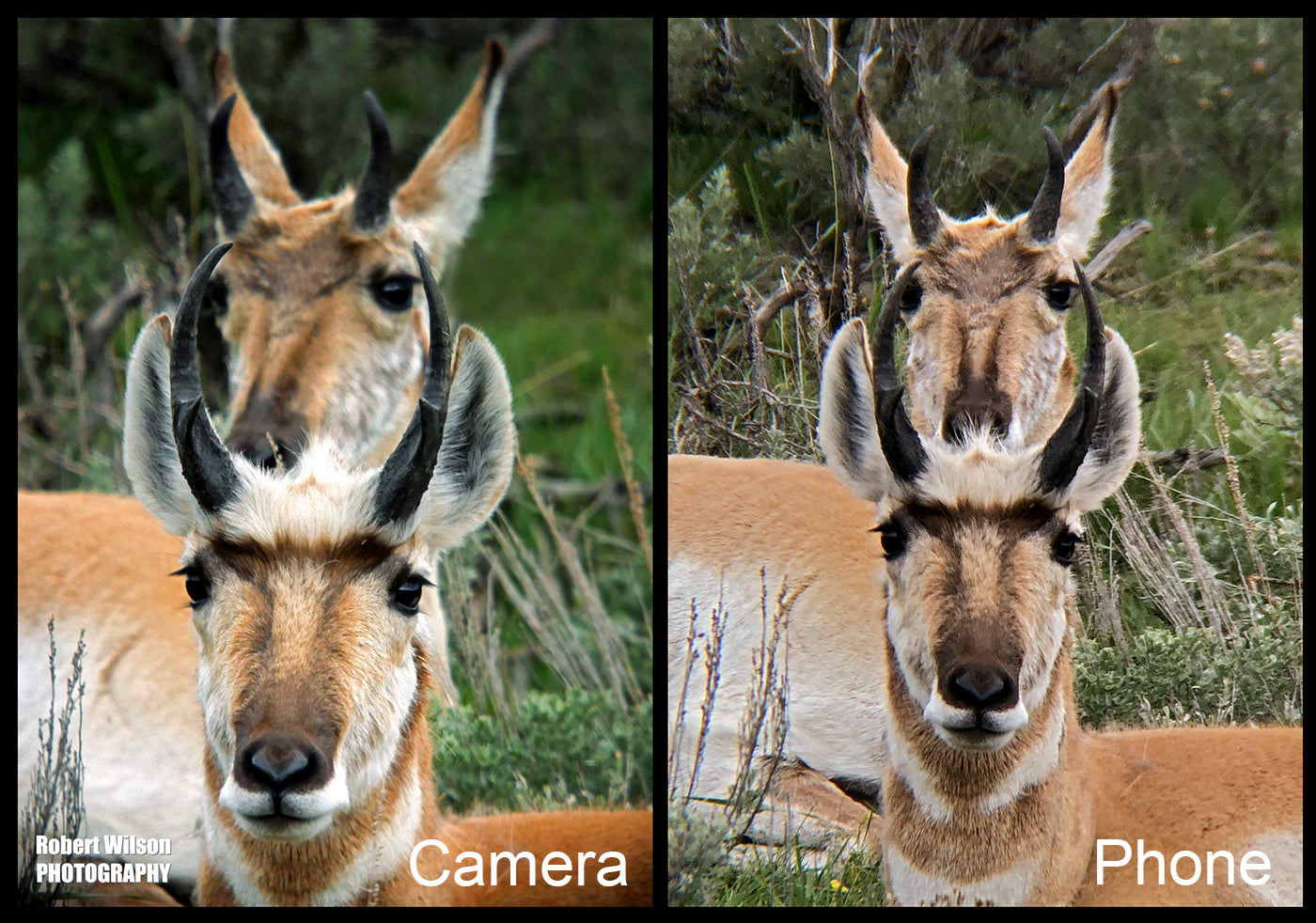 Camera -vs- Phone for Digiscoping