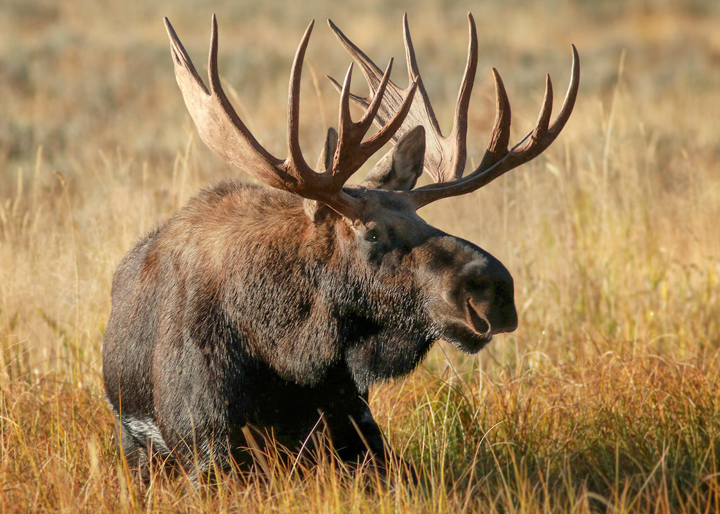 Digiscoping: Another Tool for Wildlife Photography