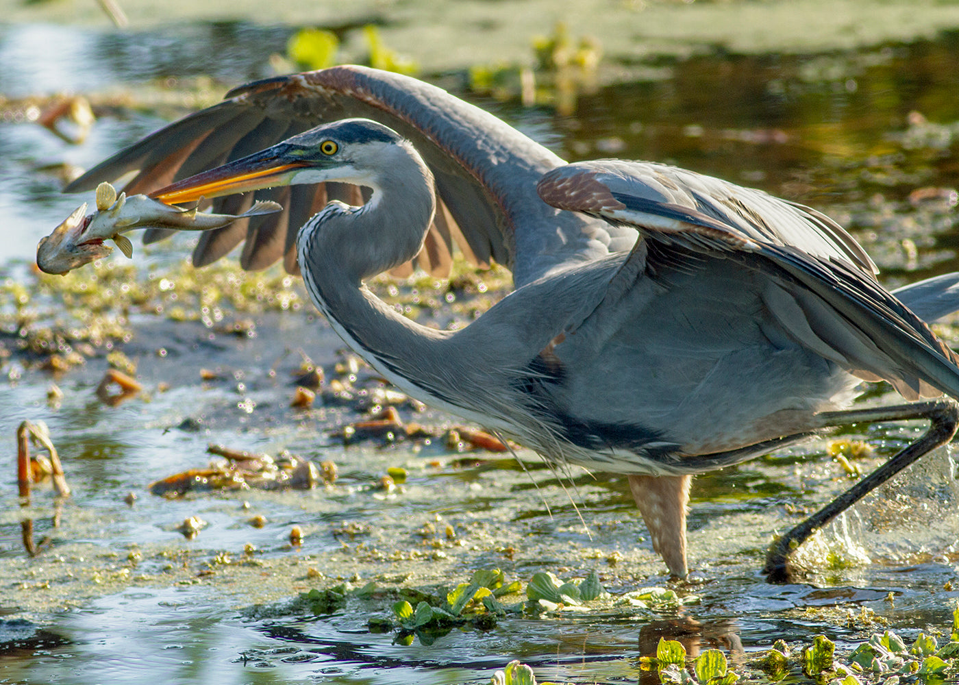 Best Camera and Lenses for Digiscoping