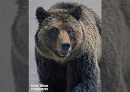 Digiscoping Yellowstone