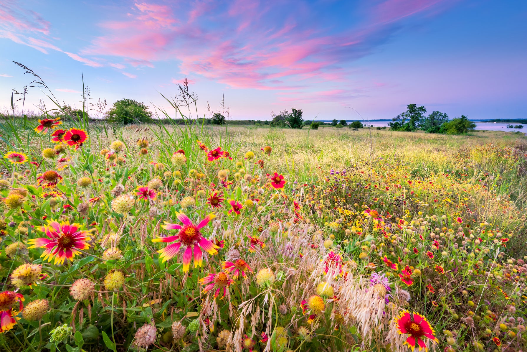 Capturing Nature in June