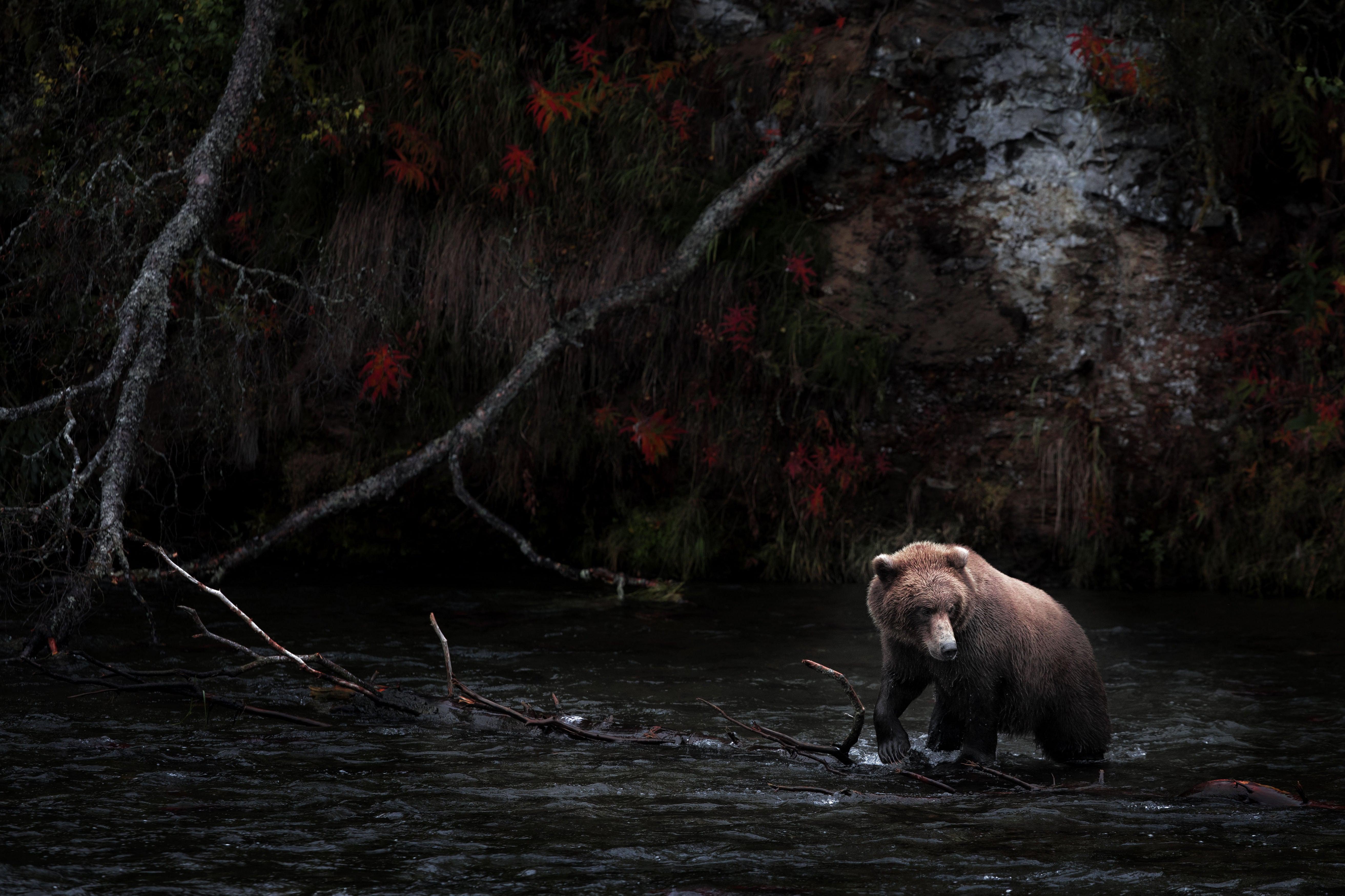 Large brown bear in a stream in the woods with low daylight