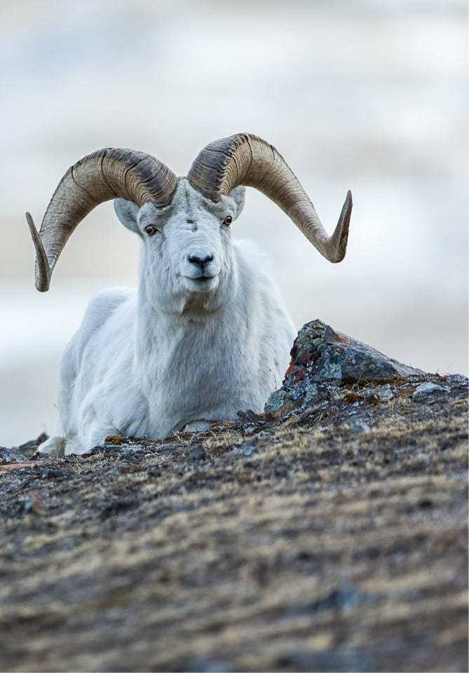 White ram with large curved horns on a rocky terrain