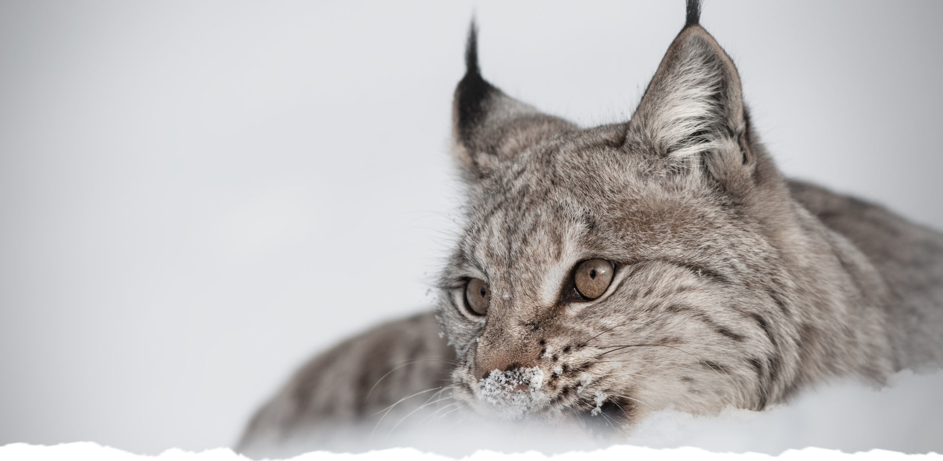 Close-up of a lynx in the snow