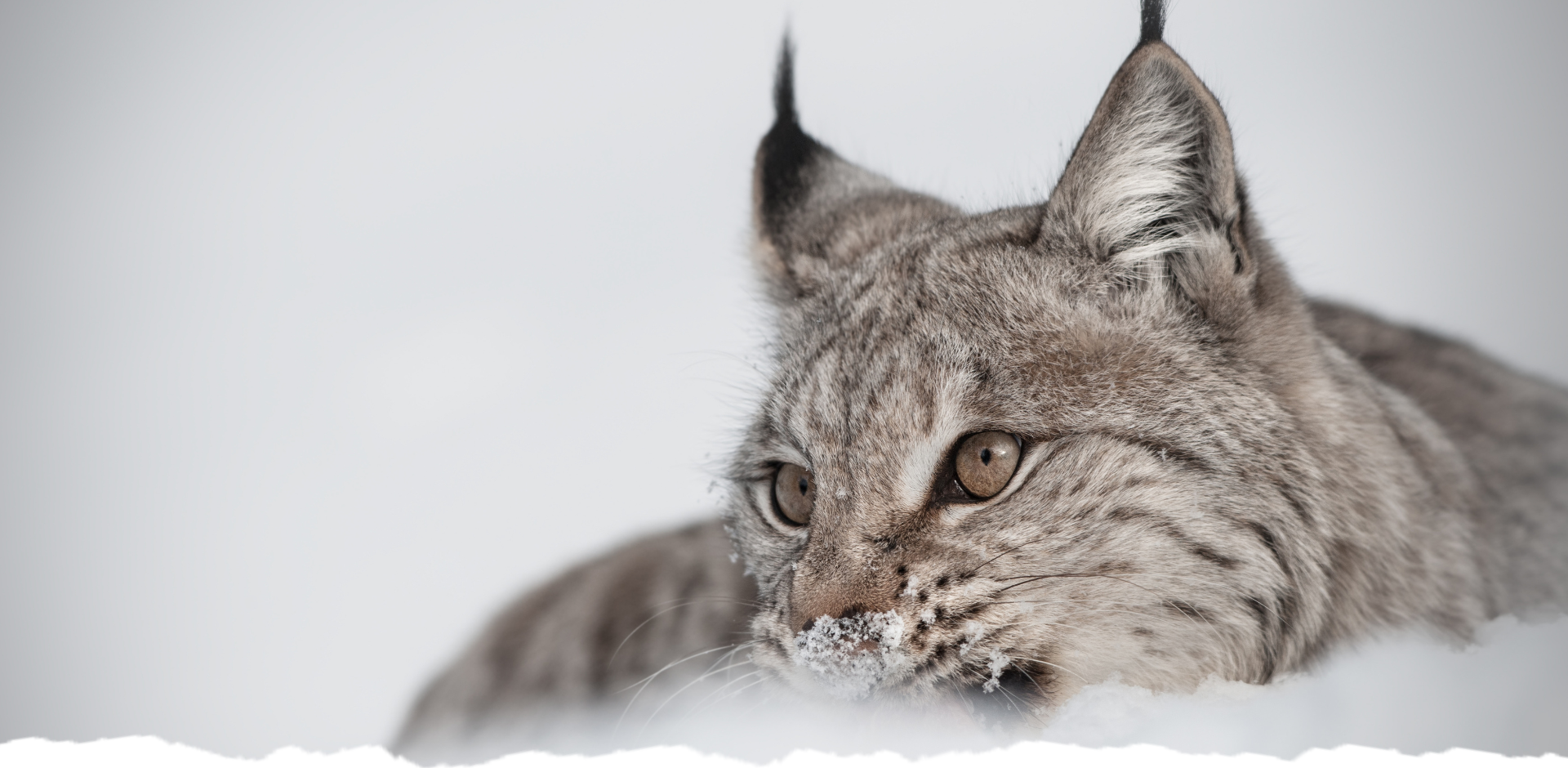 Closeup of a bobcat or lynx out in the snow.