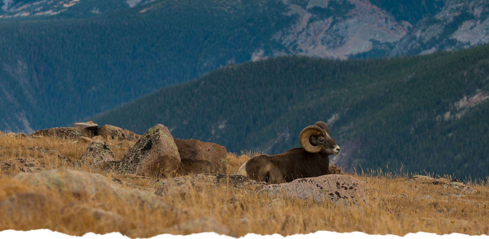 A ram with large horns sitting on a mountainside