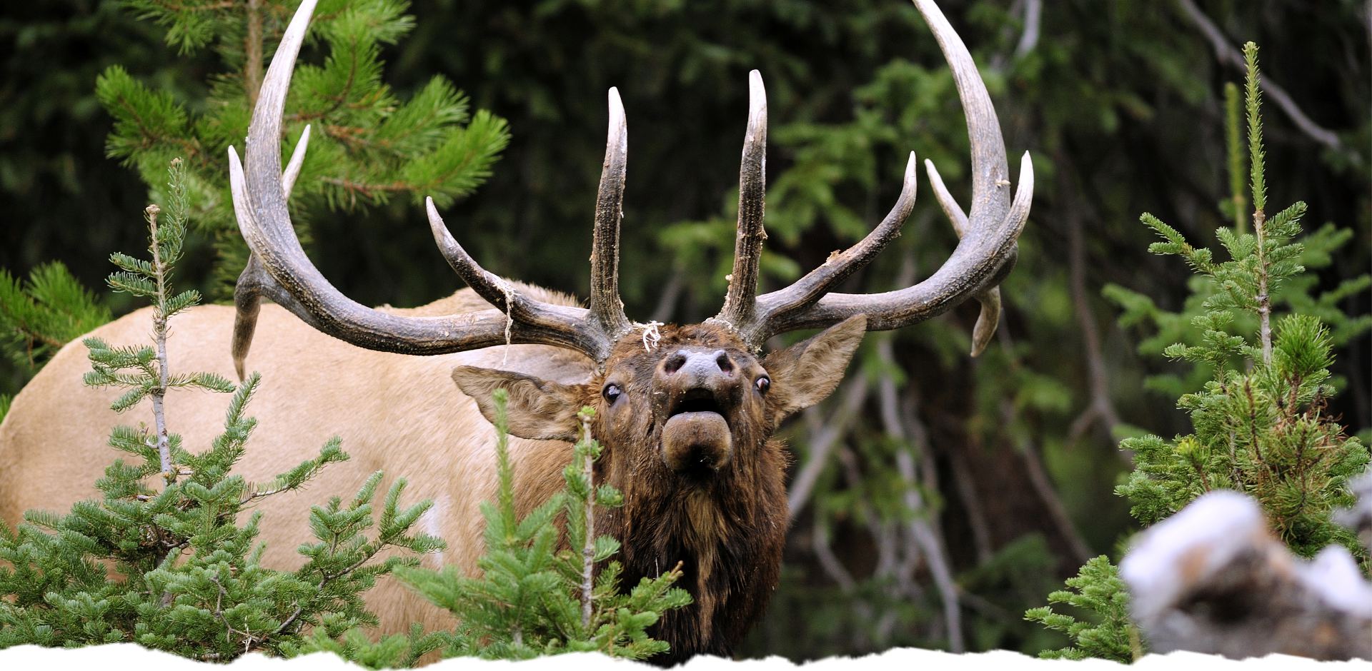 Elk with large antlers standing among trees