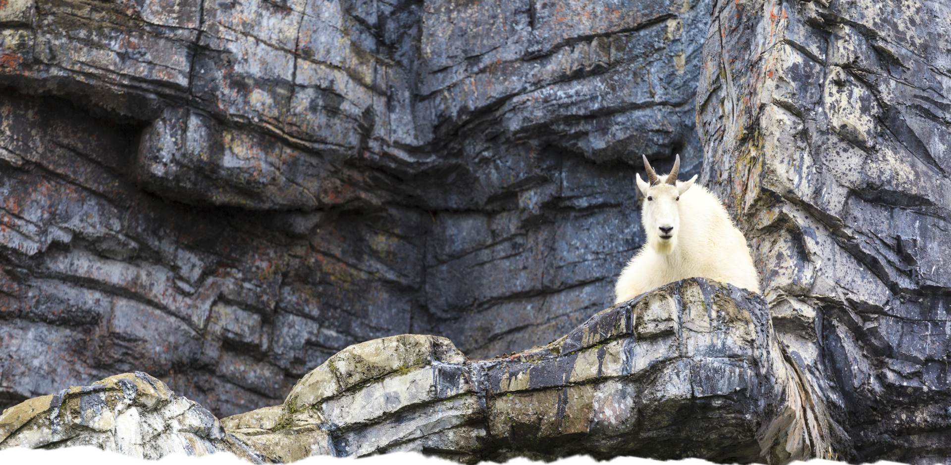 Mountain goat on a rocky cliff